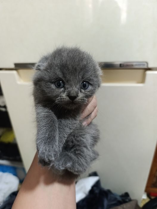 Скотиш фолд котята от правильной вязки