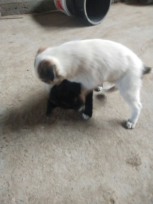 itlar sotiladi , ovqat yeydi , tekin