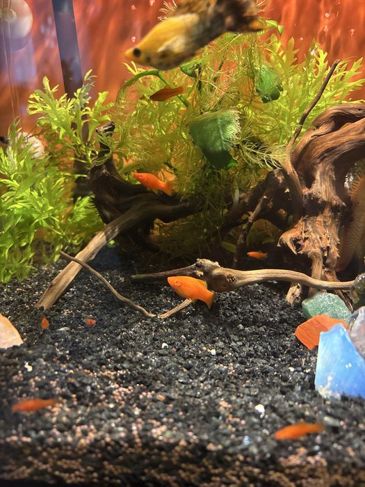 Рыбки подростки Меченосцы больше 10 шт