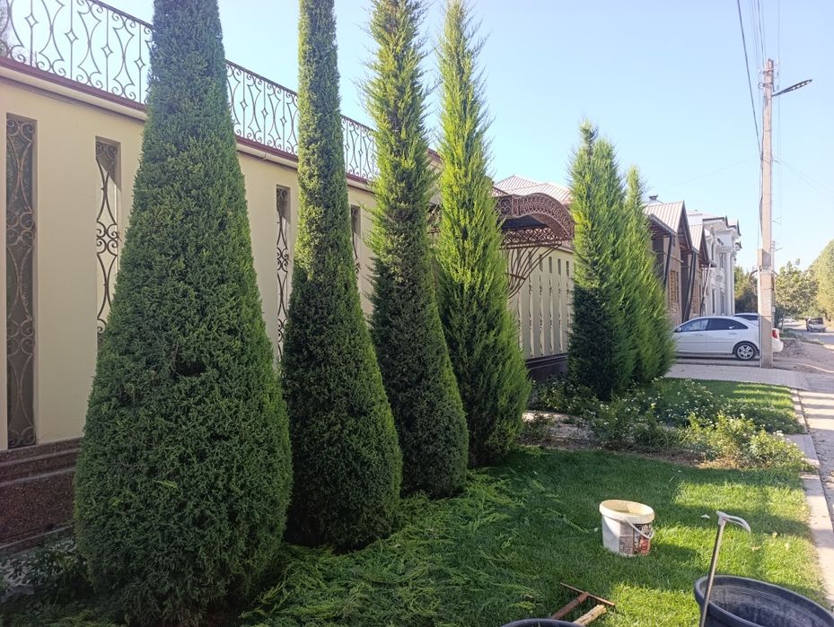 Арча кесиш дорилаш Газон Ланшафт