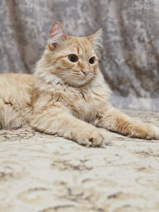 Кот. Котенок. Рыжик