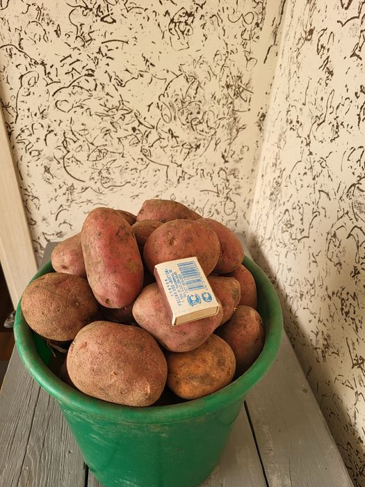 Картофель домашний