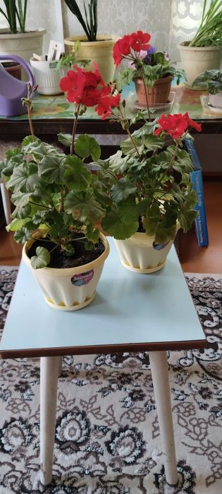 Продам комнатные цветы
