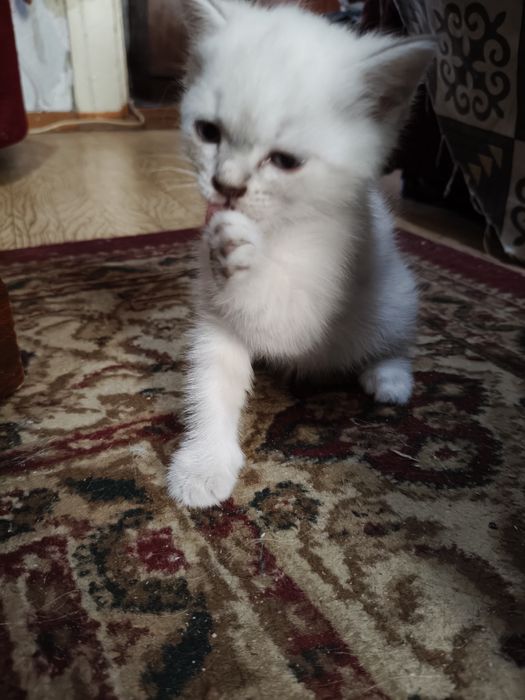 Отдам котенка, девочка, бело-молочная