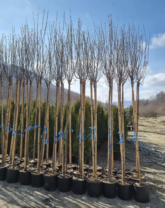 Catalpa copac ornamental frunze mari umbra rapida gradina