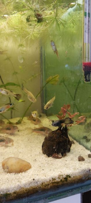 Guppy mix.Livrare în toata țara