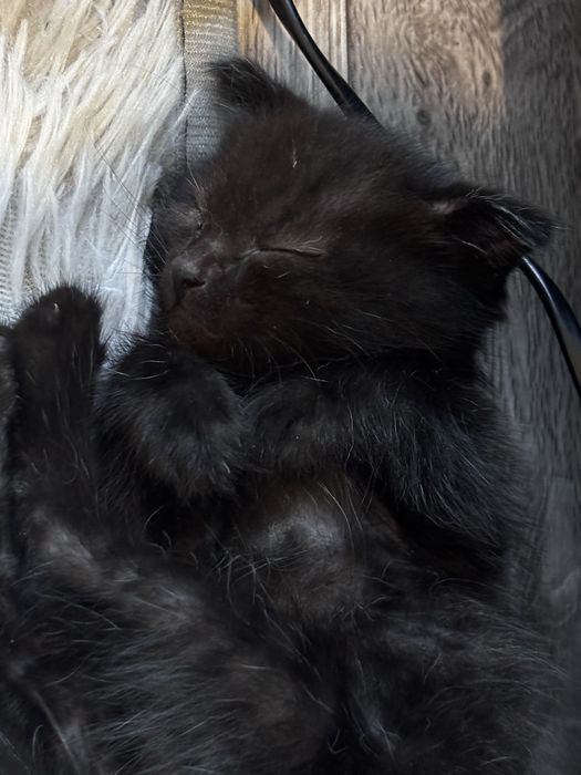 отдам котенка в добрые руки