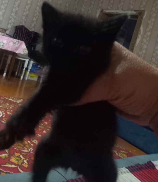 Отдам котенка чёрный окрас