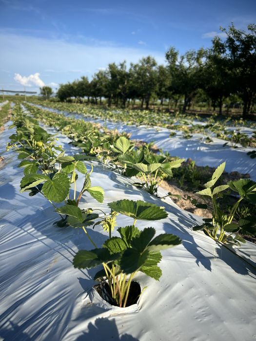 Stoloni de căpșuni - uniferi