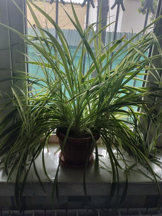 Цветы комнатные цены по запросу