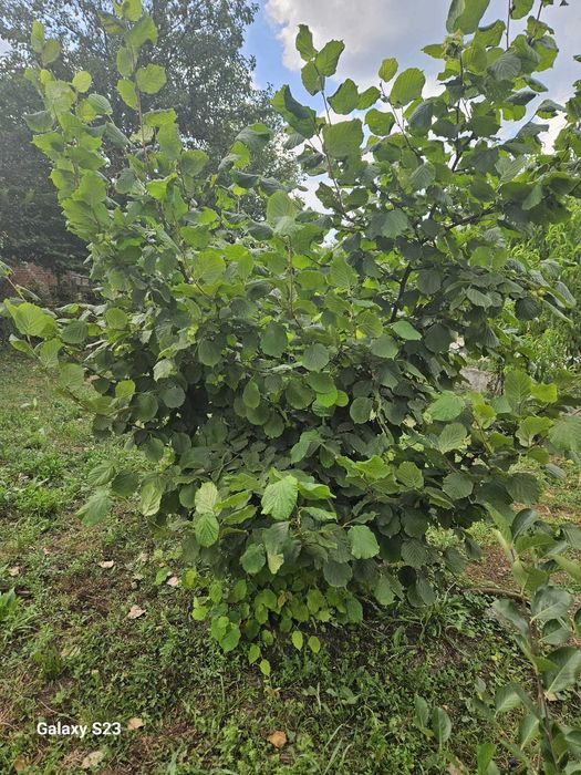 Aluni Valcea 22, tonda romana, diferite soiuri cu fructe mari Oferta