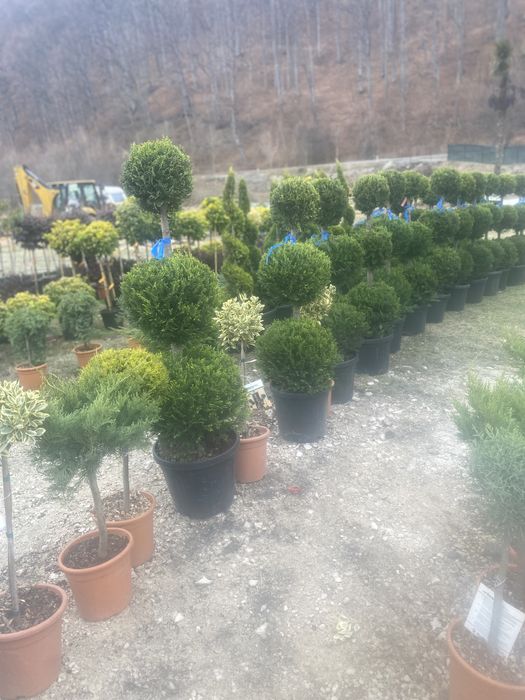 Yucca la ghiveci si plante