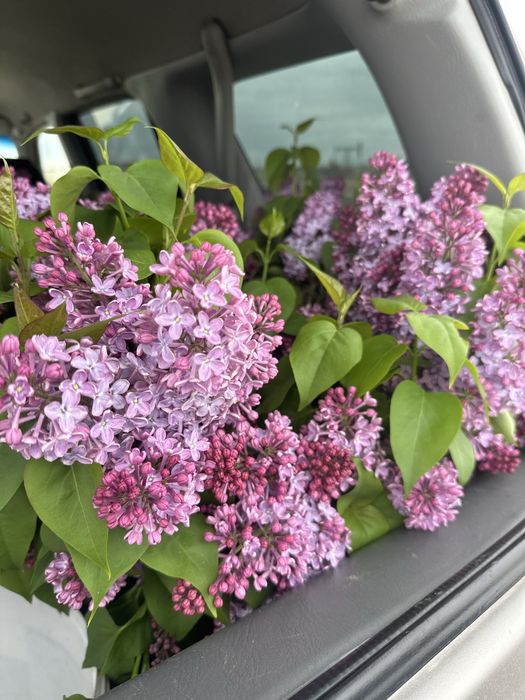 Продам сирень ветка 500 тенге