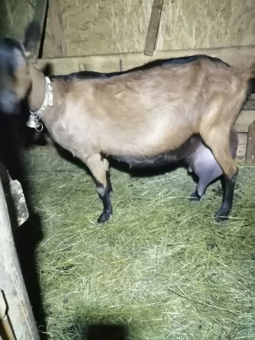 Spre vânzare doua capre