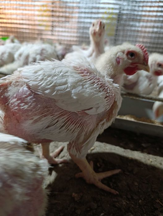 Жас жұбайлардың үй порносы