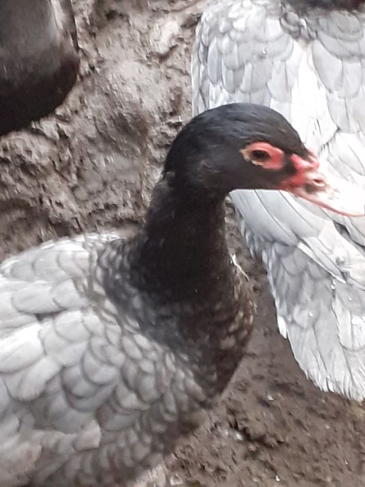 Vând rate lesesti și ouă și bobocei