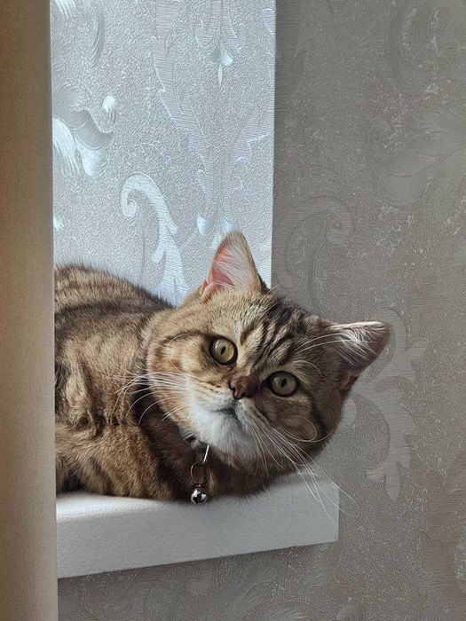 ВЯЗКА. кот. подробности в описании.