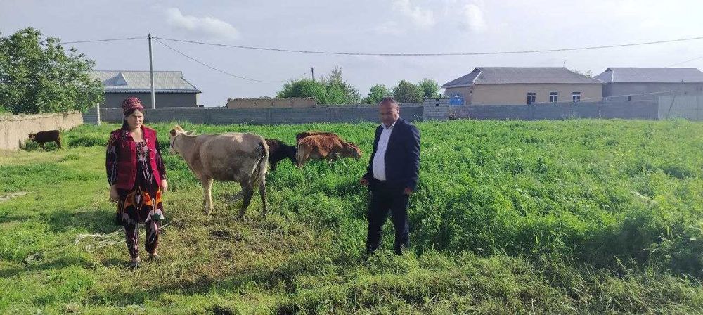 тикир сигир она бола