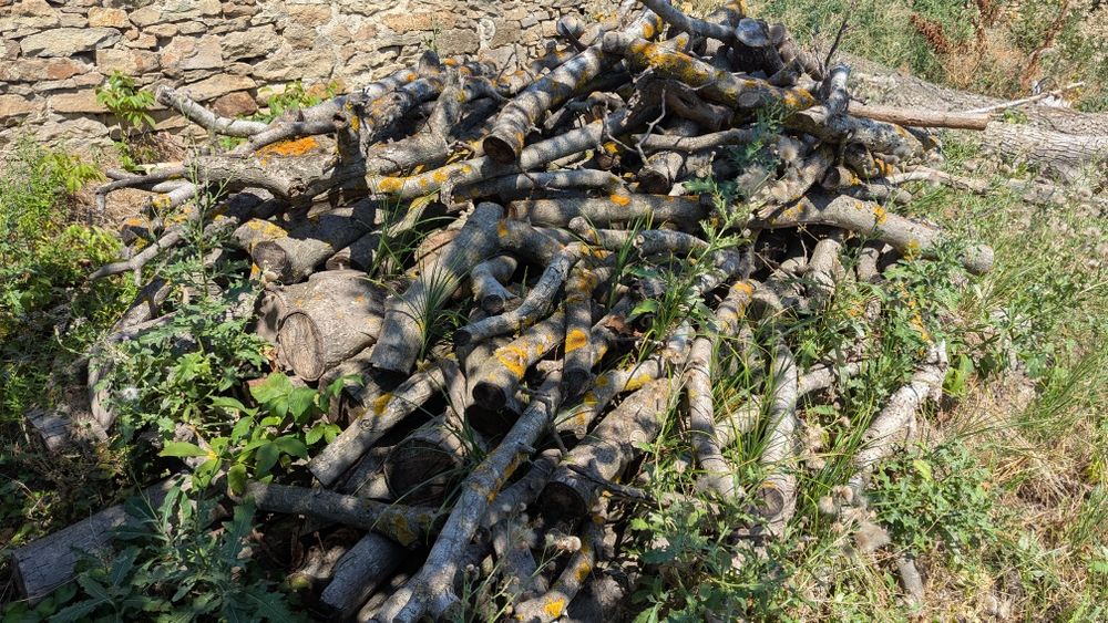 Орехово дърво 7 м + клони – с. Мерданя