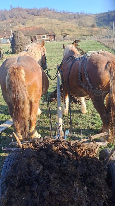 Vand iapa de 6ani gestanta