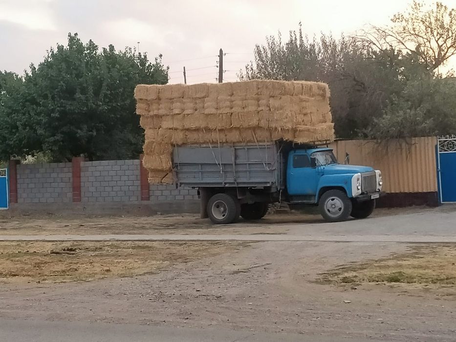 Шөп пірес жоңышқа