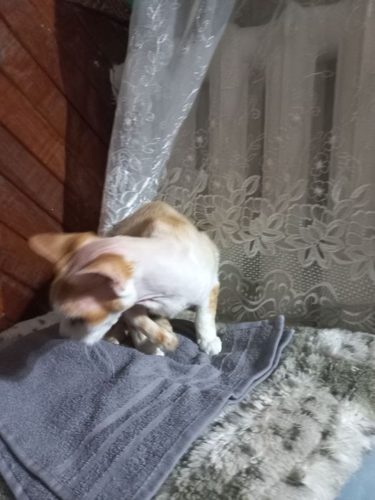 Котёнок Девон Рекс