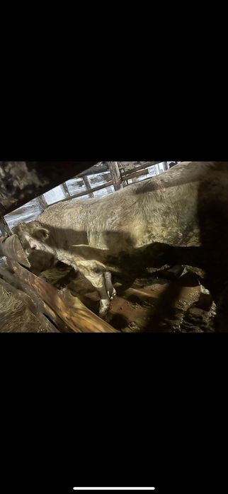 Продам быка на племя