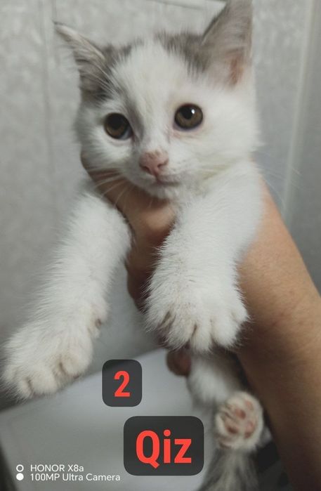 Продаётся котёнок (девочка)