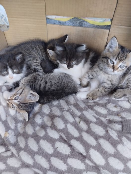 Отдам котят в добрые руки