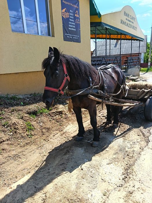 Iapa și manza de vânzare