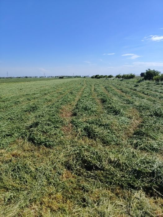Lucernă de vânzare