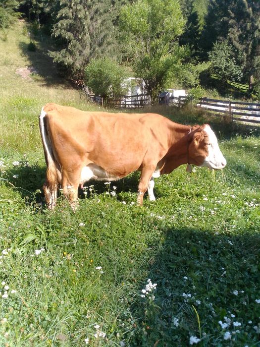Vând vaca de 7 ani cu vițel