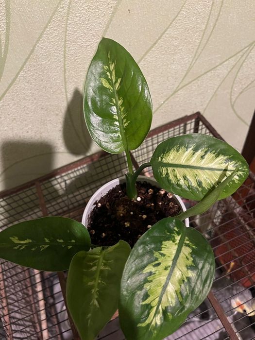 Цветок диффенбахия продам