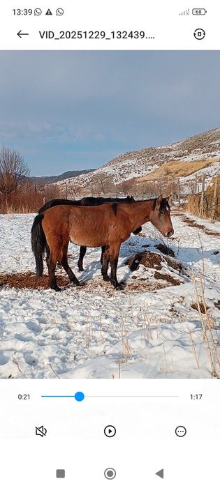 Семіз тай сатылады