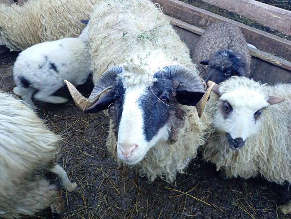 Vând 3 oi cu 3 mile și un berbec