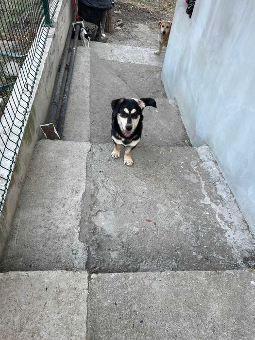 3 Кучета подарявам в чудесно здраве с ваксини кастрирани зона Русе