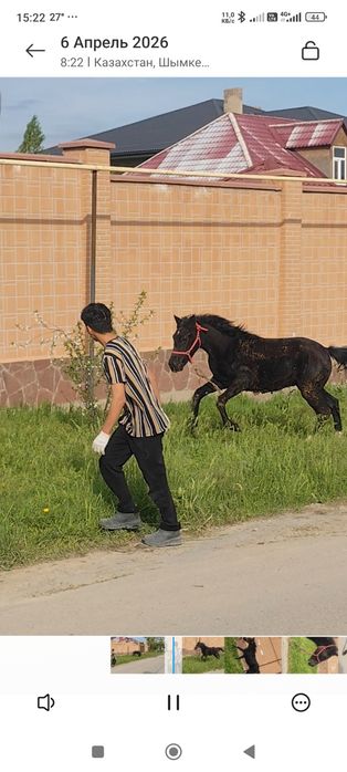 Жабағы, Тай, тайлар, Ат, Жылқы