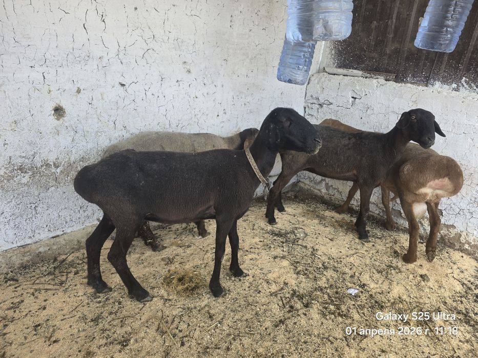 Sovliq qo‘yla 2 ta Куйлар сотилади совлик