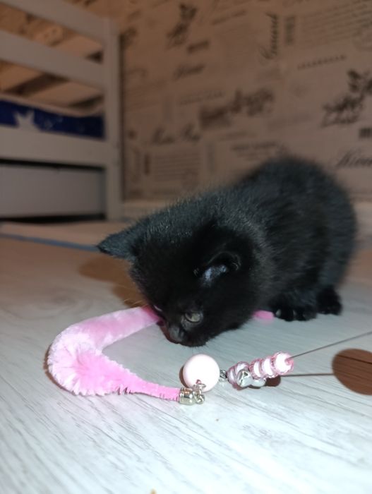 Котята шотландские