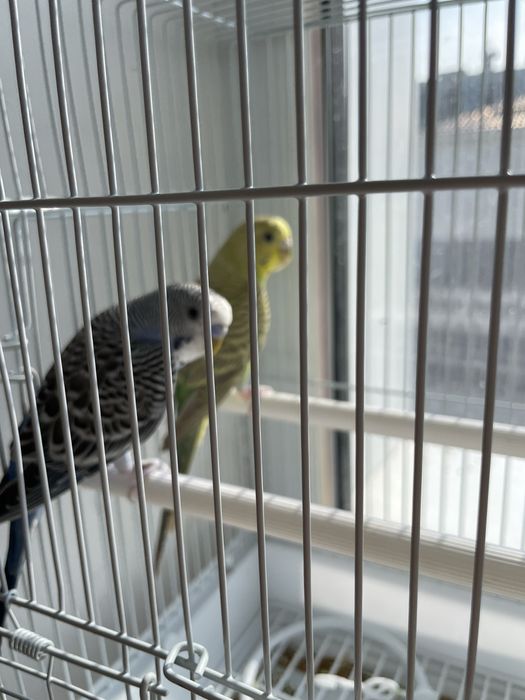 Волнистые попугай пара