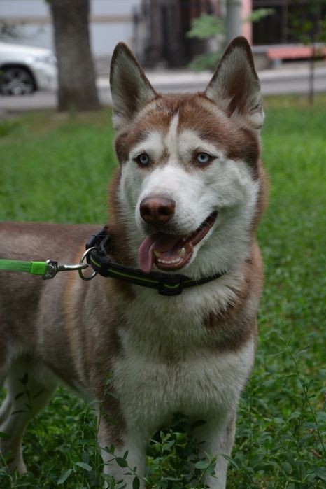 Кабель хаски ищет невесту.