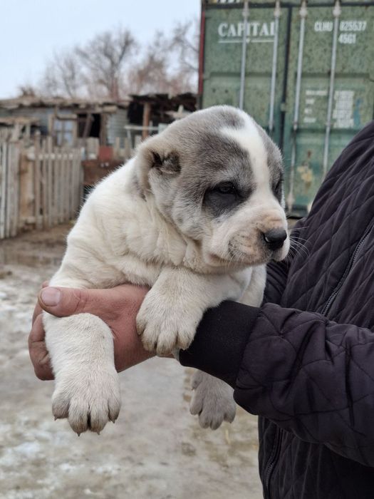 Тобет Күшік сатылады