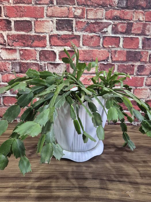 Продам домашние цветы