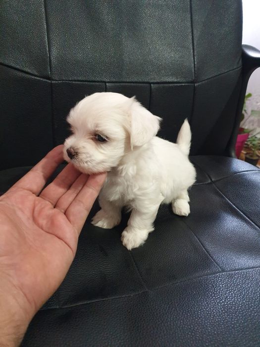 Bichon maltez Mini Toi