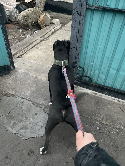 Питбуль стафф, на вязку