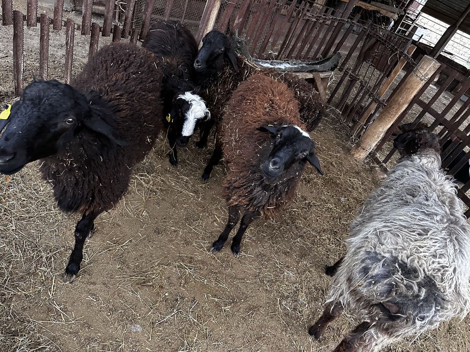 Еркек токтылар сатылады