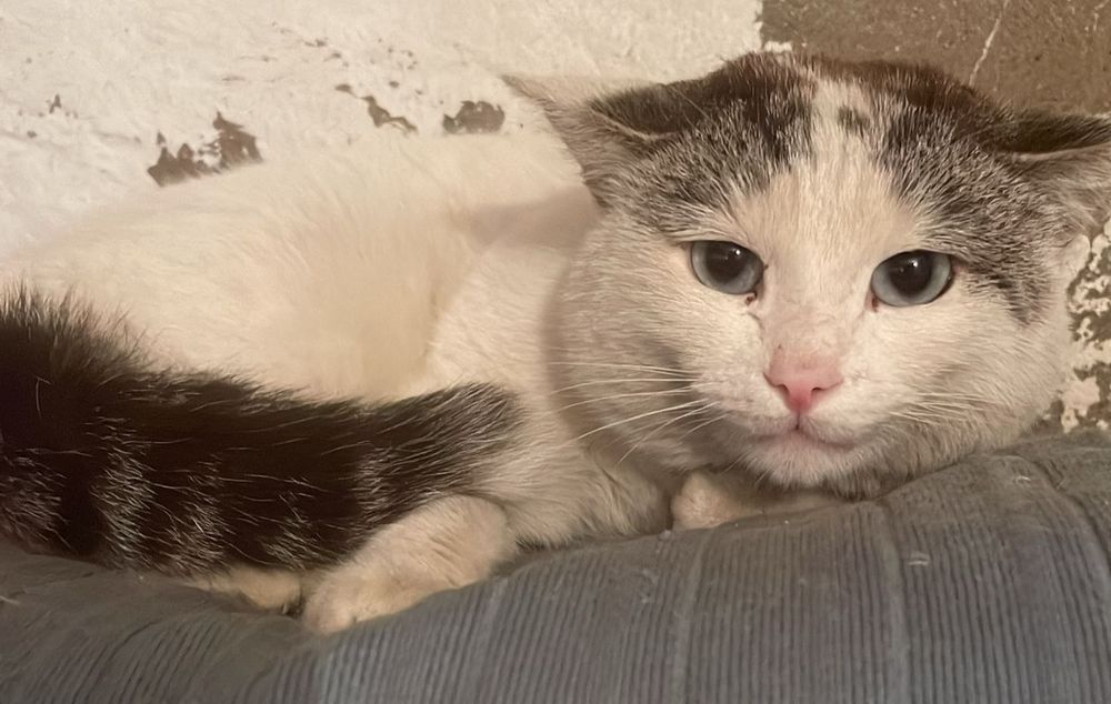 Отдадим даром котика!