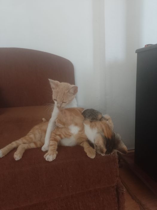 3 Pisoi  2 motanei si o pisicuta