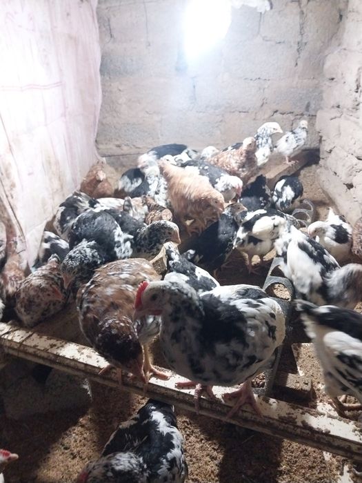 Прадаётса кури нисушки