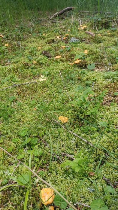 Galbiori de munte ,proaspeți si aromati